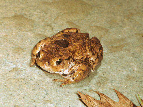 Polymer Concrete – Amphibian tunnels